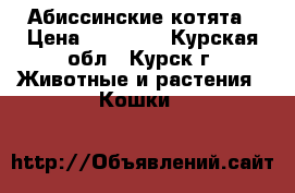 Абиссинские котята › Цена ­ 14 000 - Курская обл., Курск г. Животные и растения » Кошки   